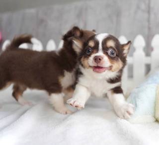 CHIHUAHUA PUPPIES VIP136🌷Head Apple Cute Dog