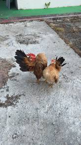 Ayam serama 