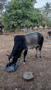 Lembu Jantan