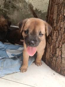 Puppy for adoption