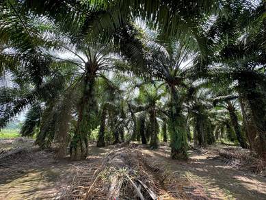 Agricultural Land in Batu Pahat, JHR