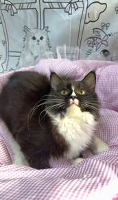 MC Maine Coon Mix Ragdoll Female