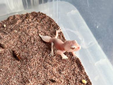 NLP albino patternless baby