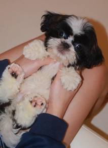 i35 Cute ShihTzu Dog