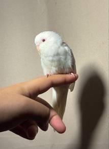 bird