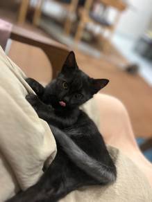 Cat for rehome