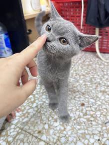 kucing BSH - British Short Hair