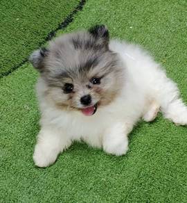 POMERANIAN PUPPIES a134 🌻 Available Male