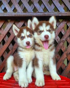 husky puppies 5