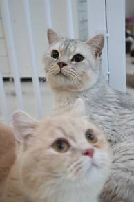 British shorthair silver shaded male