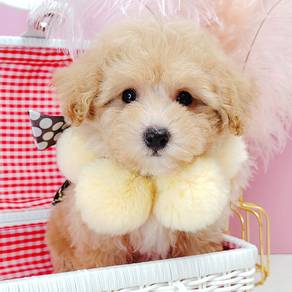 Poodle