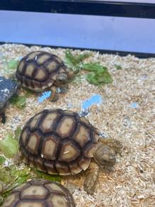 Tortoises for Sale