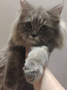 DLH MIX PERSIAN