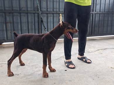 Male Doberman MKA puppy Ads