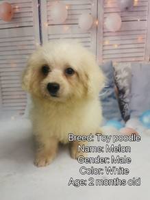 Poodle Puppies 