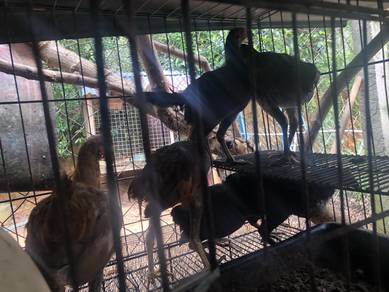 Ayam kampung dara teruna