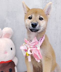 Shiba