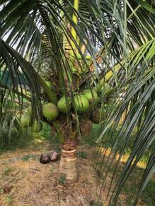 Dbobs agro nursery benih kelapa PANDAN/SGG