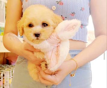 Maltipoo