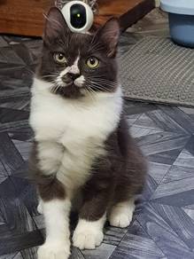 Cat to let go