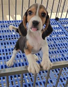 Beagle Puppy