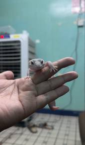 Leopard Gecko