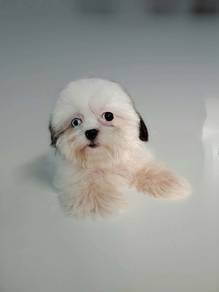Shih Tzu puppy male offer price 