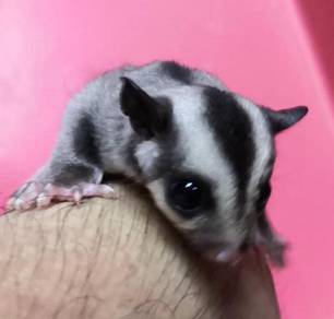 Sugar Glider sihat, jinak dan manja