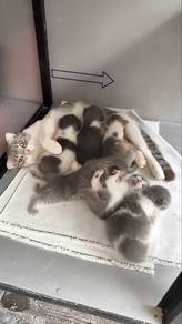 Scottish Fold - Ibu dan anak (1 ekor)