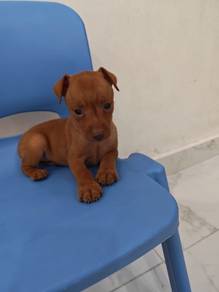 Solid Red!!! Mini Pinscher Puppy 1005F