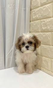 J0335 Shih Tzu Sweet Family Puppy