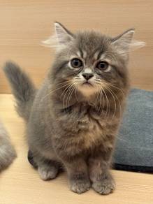 Persian