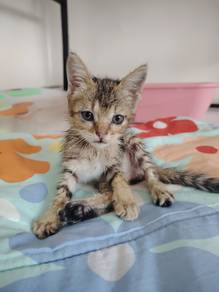 Gentle and Adorable for adoption