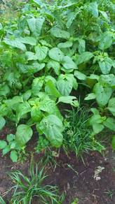 Wild large spinach bayam
