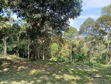 Agricultural Land in Kuala Klawang, NSN