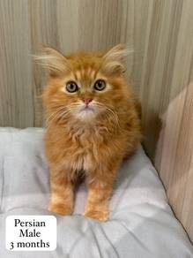 Persian Untuk Dijual !!