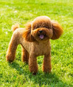 Immediate Adoption Toy poodle