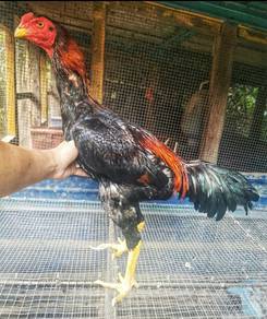Ayam Saiz Besar