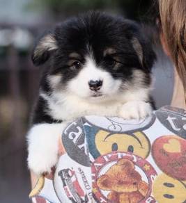 CORGI PUPPIES VIP06 Available Male Long Coat