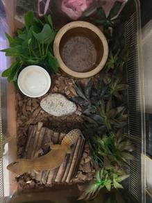 giant leopard gecko