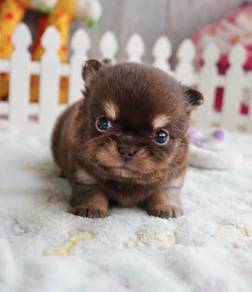 CHIHUAHUA PUPPIES VIP22🌷Head Apple Bonnie Dog