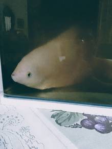 Kaloi Albino