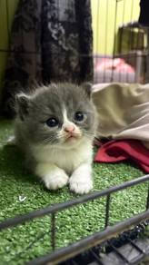 Kucing BSH