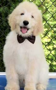 Goldendoodle