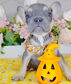 French Bulldog