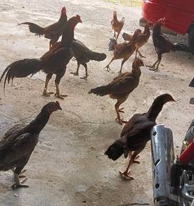 ayam 