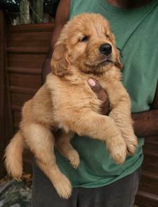 Golden Retriever puppy