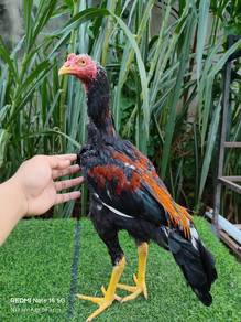 Ayam Ratu LHK