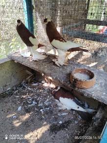 merpati