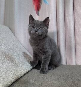 British Shorthair Round Face Male Kitten 